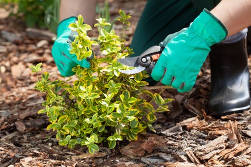 Healthy green lawn being mowed by experts